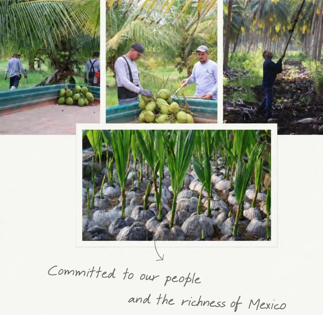 Committed to our people and the richness of Mexico. Our growers, harvest, and coconut nursery