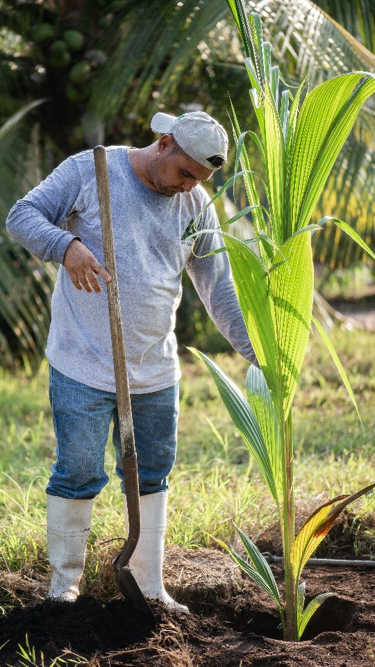 An A de Coco grower planting a young coconut palm in Colima