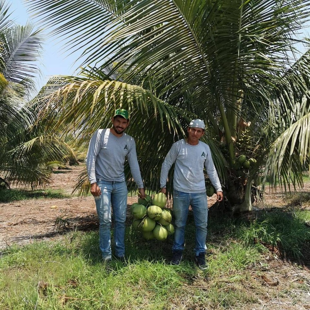 A de Coco growers with freshly harvested coconuts in the grove
