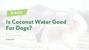 Read more about the article Is Coconut Water Good For Dogs? 5 Benefits That You Must Know