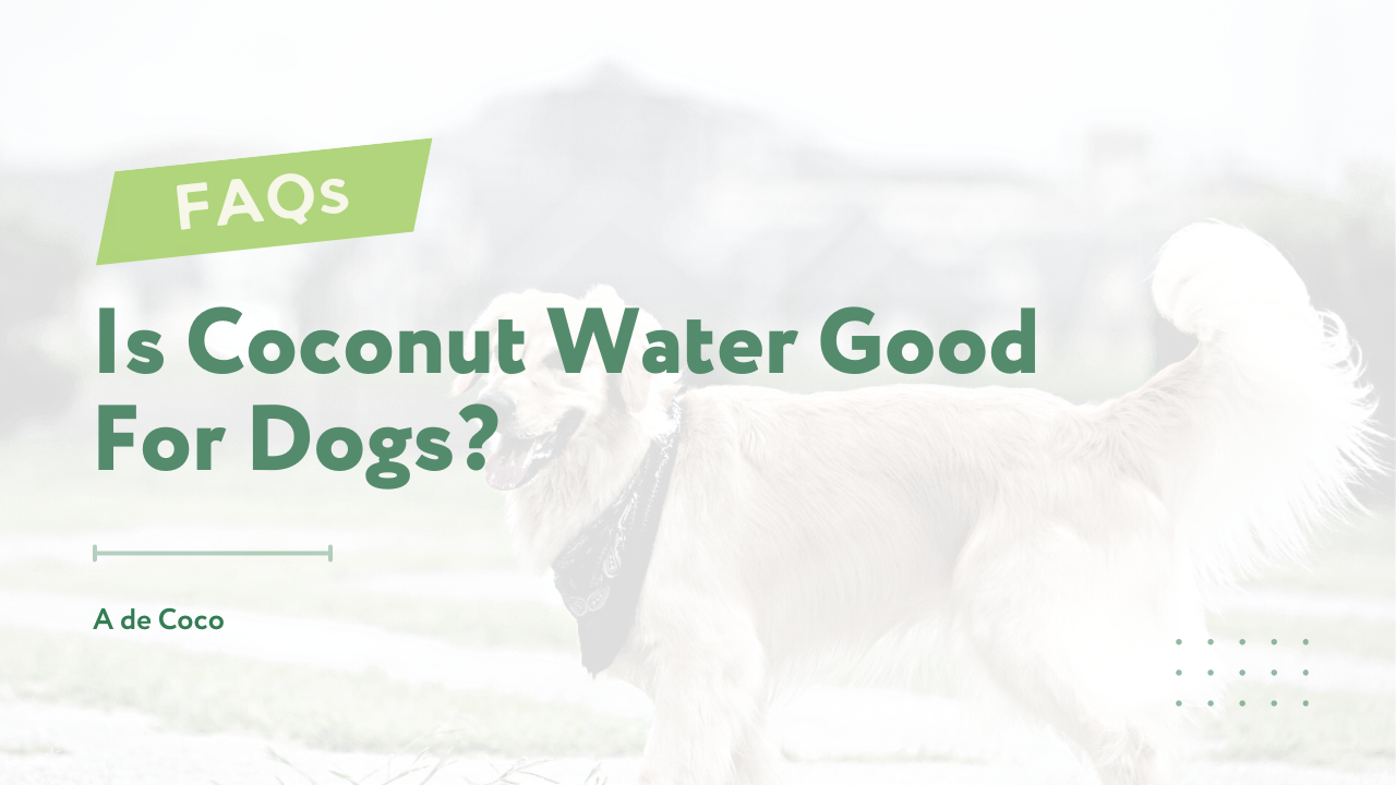 Is Coconut Water Good For Dogs? 5 Benefits That You Must Know