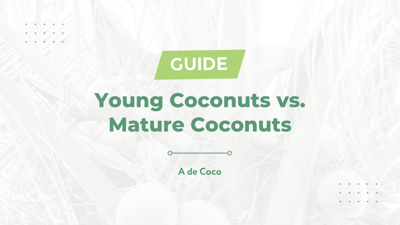 You are currently viewing 17 Differences Between a Young & Mature Coconut